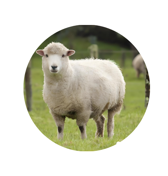 Customer Testimonails